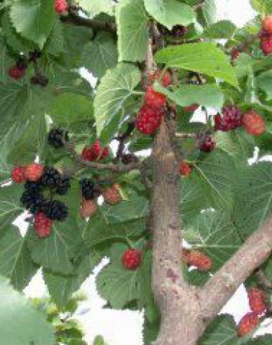 Maulbeere Gerardi Dwarf