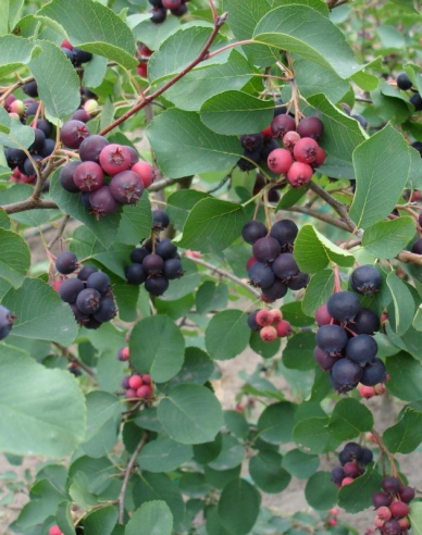 Felsenbirne Honeywood