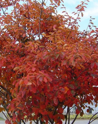 Felsenbirne Honeywood