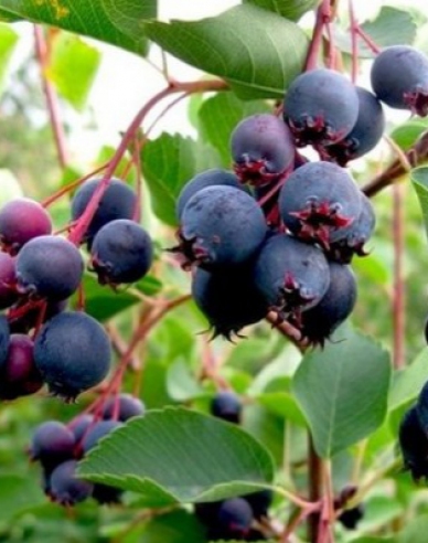 Felsenbirne Northline