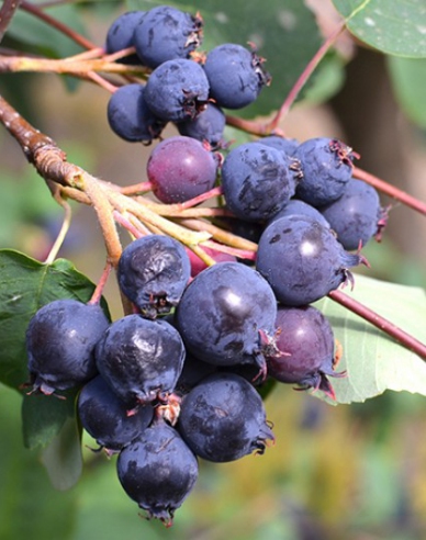 Felsenbirne Northline