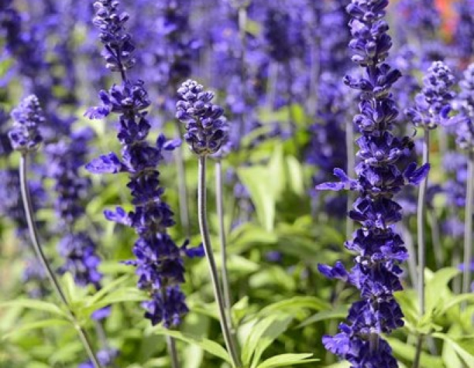 Salbei Synchro Blue