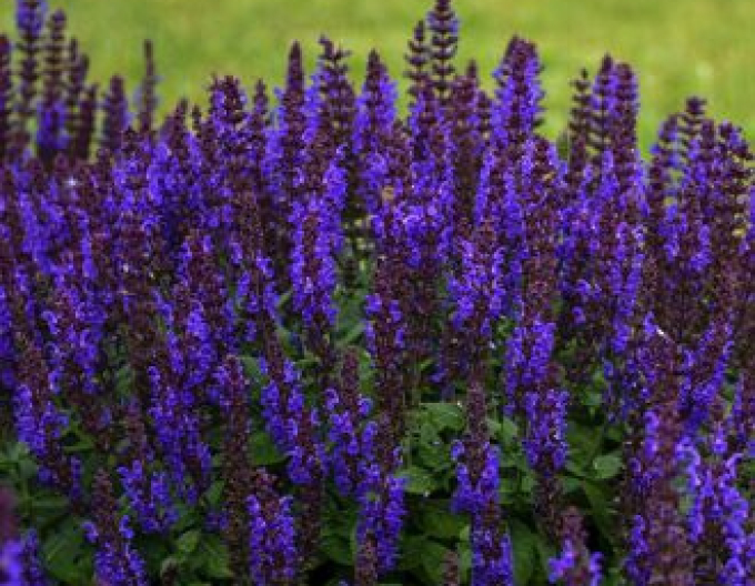 Salbei Synchro Blue