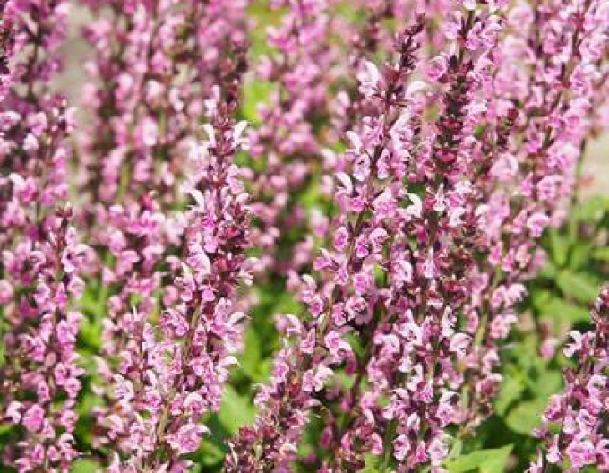 Salbei Synchro Pink