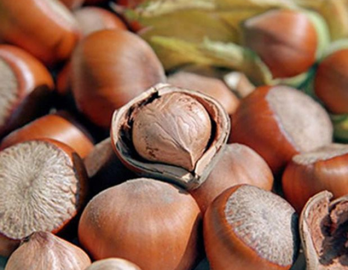 Hazelnuss  Tonda di Giffoni