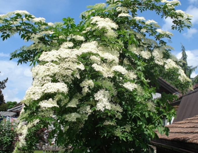 Schwarzer Holunder Haschberg