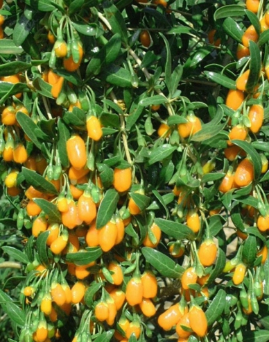 Bocksdorn Goji Golden