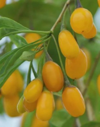 Bocksdorn Goji Golden