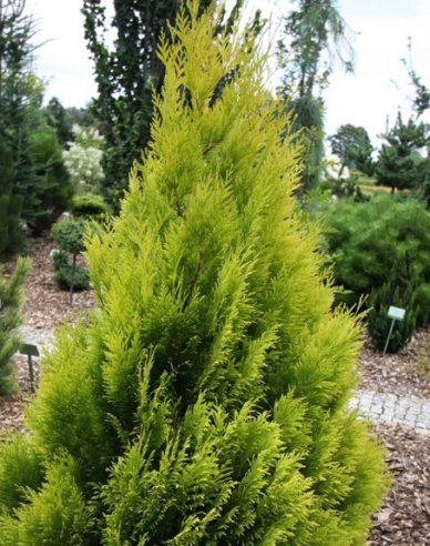 Lebensbaum 4ever gold