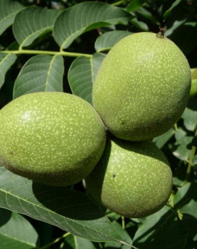 Königswalnuss Chandler, Cont. 5l