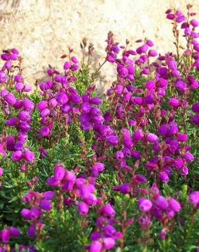 Irisches Heidekraut Vanessa