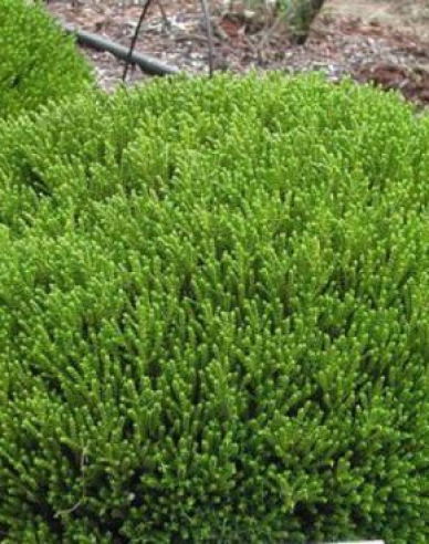 Strauchveronika McKean