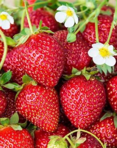 Erdbeere Karmen