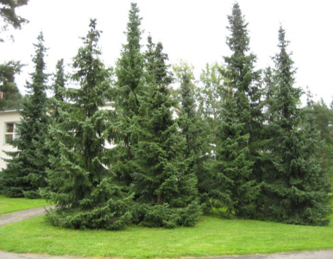 Spruce Pančičov, frei.