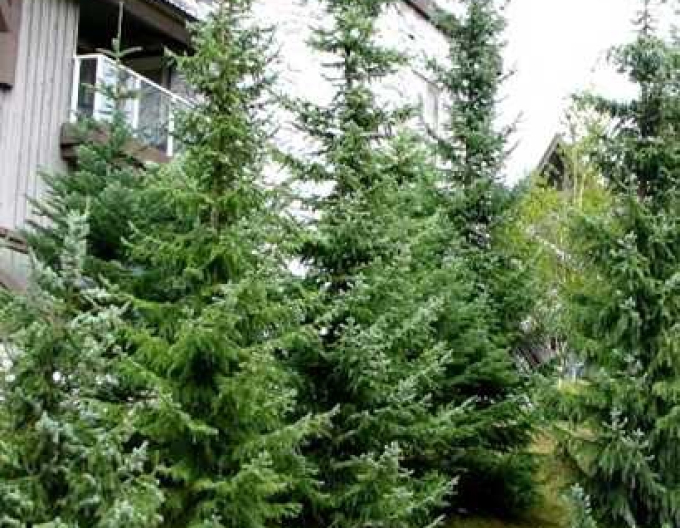Spruce Pančičov, frei.