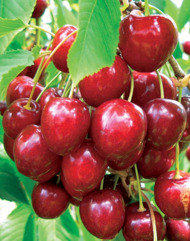 Kirsche KORDIA auf Colt, wurzelnackt