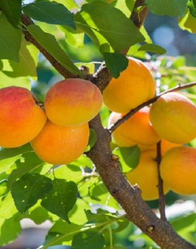 Aprikose Harcot auf Myrobalane, wurzelnackt