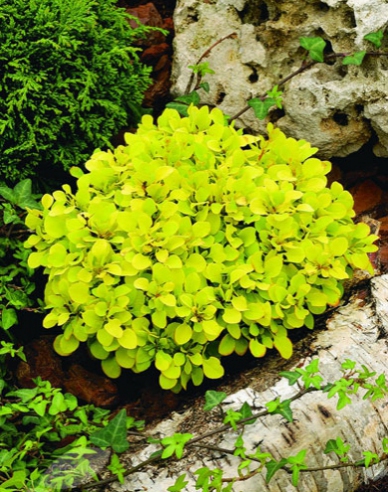 Berberitze "Tiny Gold"