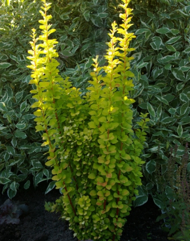 Berberitze "Golden Rocket"