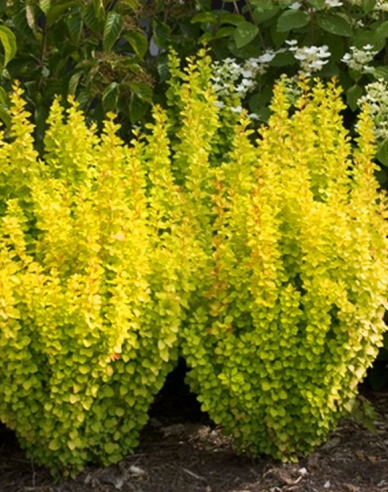 Berberitze "Golden Rocket"