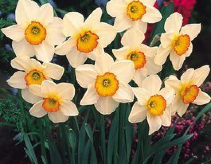 Narzisse Flower Record