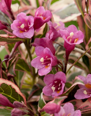 Weigelie florida Monet