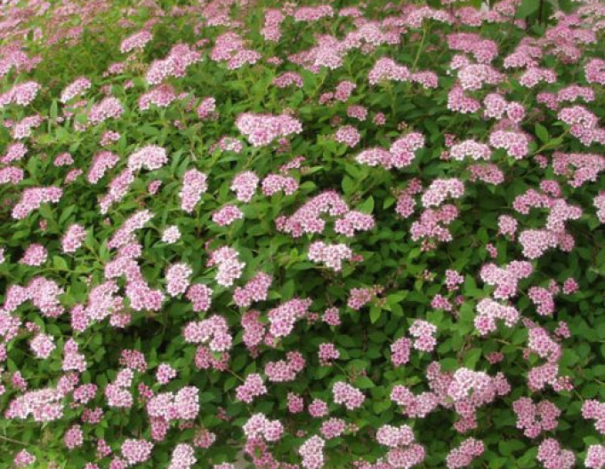 Japan-Spierstrauch "Little Princess"