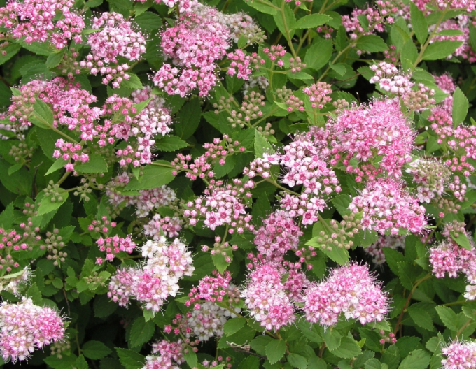 Japan-Spierstrauch "Little Princess"
