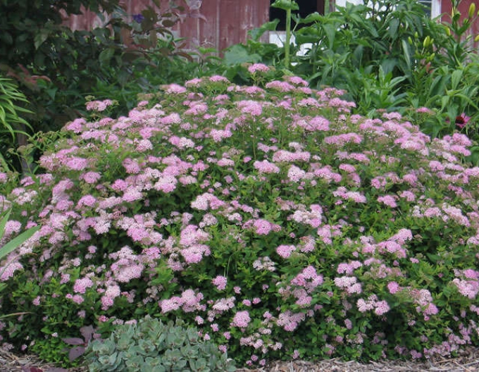Japan-Spierstrauch "Little Princess"