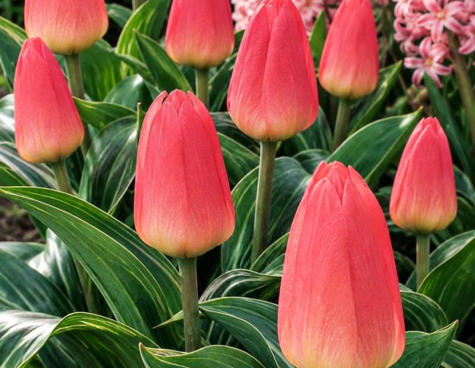 Tulpe greigi Oratorio