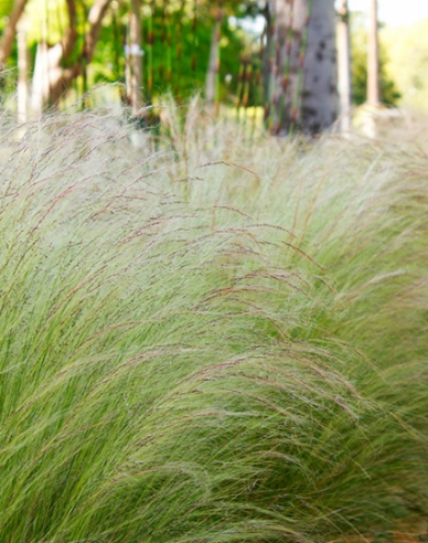 Federgras ´Pony Tails´