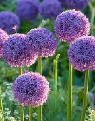 Zierlauch Globemaster 1St.