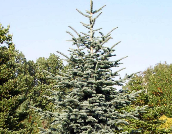 Edeltanne 100/125cm