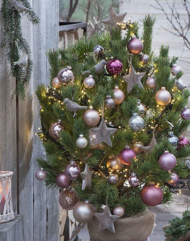 Schwarzkiefer 60/80cm, Cont.