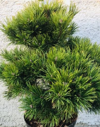 Schwarzkiefer 60/80cm, Cont.