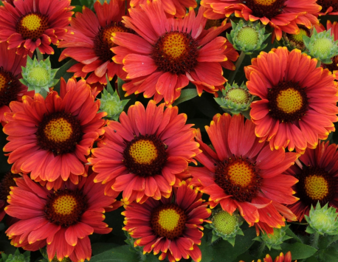 Kokardenblume  Arizona Red Shades