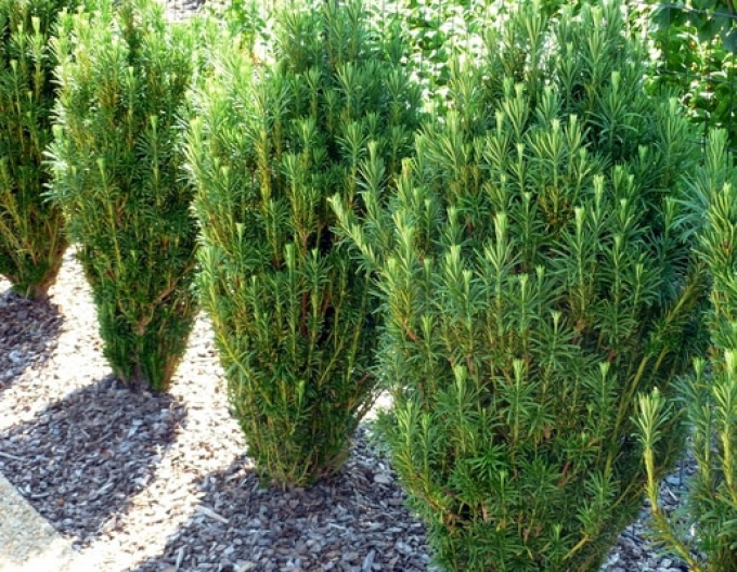 Kopfeibe Harringtonia Fastigiata