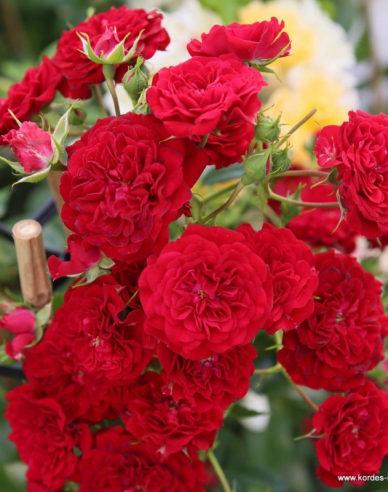 Rose Crimson Siluetta