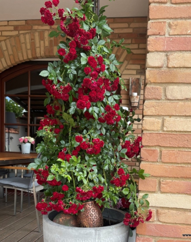 Rose Crimson Siluetta