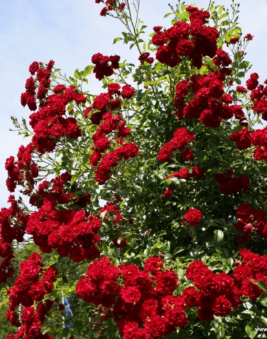 Rose Crimson Siluetta