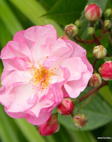 Rose Lavendel Siluetta