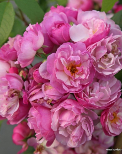 Rose Lavendel Siluetta