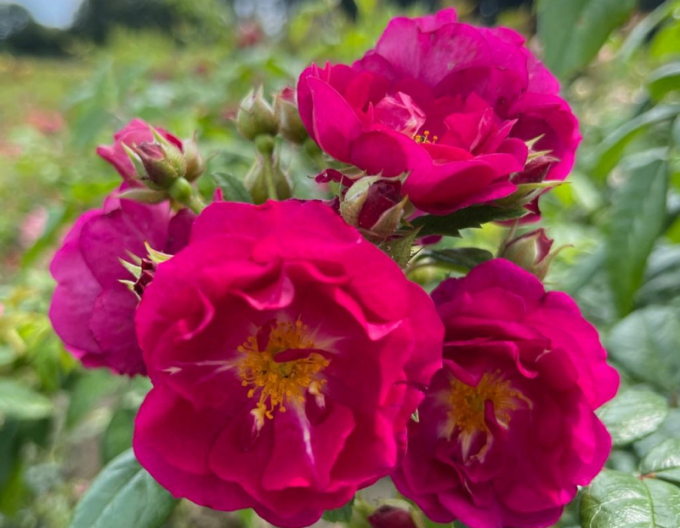 Rose Lila Siluetta