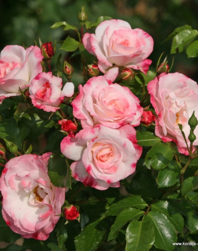 Rose Rosenstadt Freising