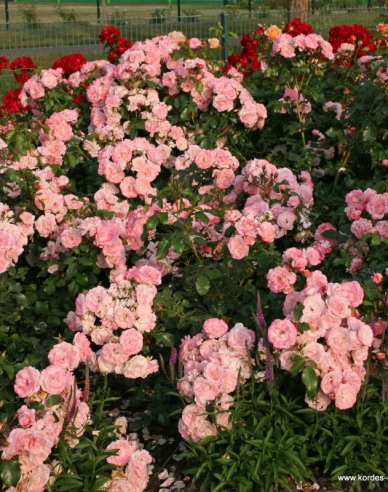 Rose Rosenstadt Freising