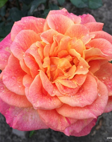 Rose ´Better Times´