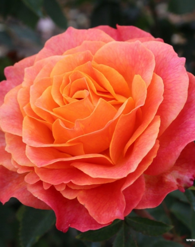 Rose ´Better Times´