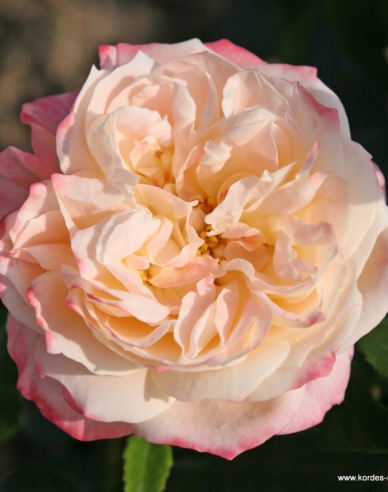 Rose Concorde