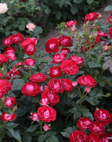 Rose Rose der Einheit