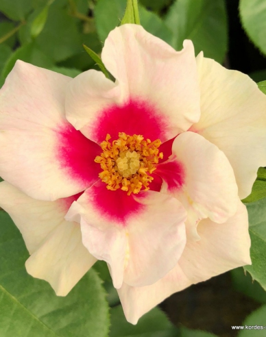 Rose SEE YOU in Lila